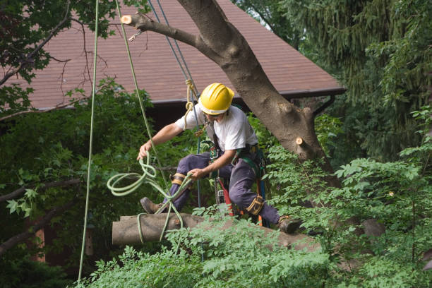 Best Root Management and Removal  in Winnsboro, LA