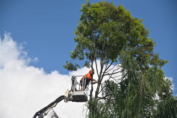 Best Tree Maintenance Programs  in Winnsboro, LA