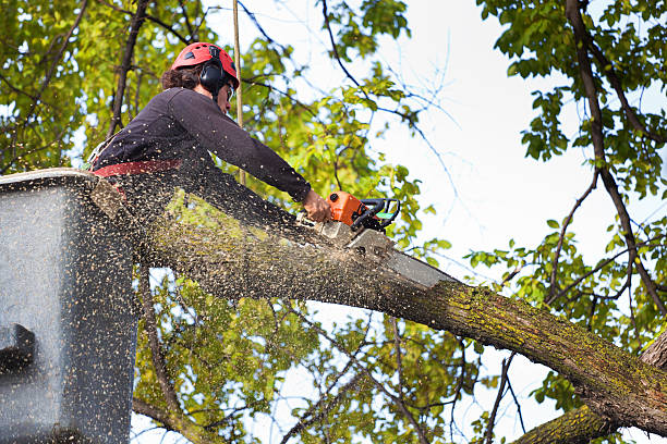 Best Hedge Trimming  in Winnsboro, LA