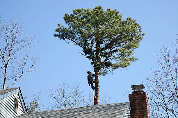 Seasonal Cleanup in Winnsboro, LA