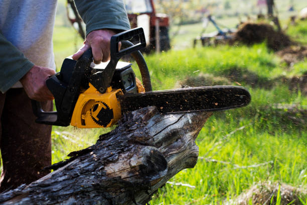 How Our Tree Care Process Works  in  Winnsboro, LA